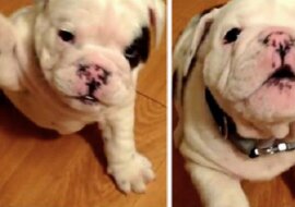 Mały buldożek i jego zabawny napad gniewu. Ale słodziak