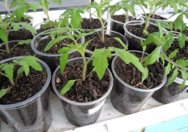 Przydatne wskazówki dotyczące uprawy pomidorów. Ludowe sposoby