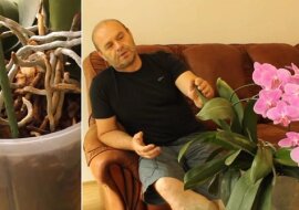 Jak pielęgnować storczyki w domu