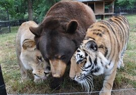 Lew, tygrys i niedźwiedź są przyjaciółmi na całe życie po uratowaniu ich gdy byli mali