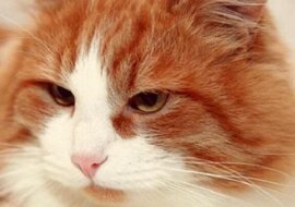 Koty znacznie lepiej znają się na ludziach niż my. Oto dowód