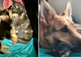 Duży „kotek”, który szczeka. Kotka adoptowała owczarka niemieckiego – teraz są nierozłączne