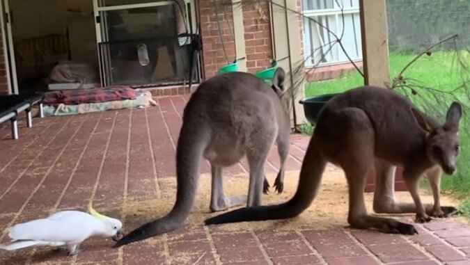 Australijskie papugi gryzą i kradną jedzenie kangurom