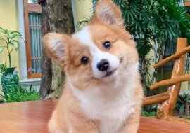 Poznaj Baby - najbardziej uroczy szczeniak wszechczasów