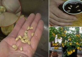 Jak wyhodować drzewko cytrusowe z pestki we własnym domu