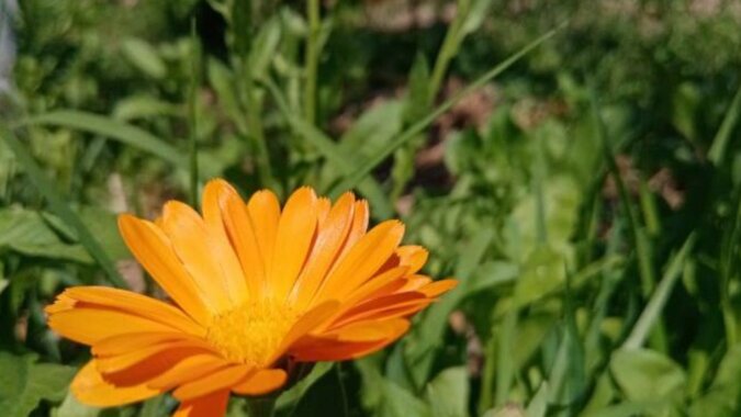 Jakie kwiaty sadzić w celu zwalczania szkodników: piękny wygląd i korzyści
