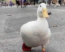 Gwiazdą Maratonu Nowojorskiego została kaczka o imieniu Wrinkle. Wideo