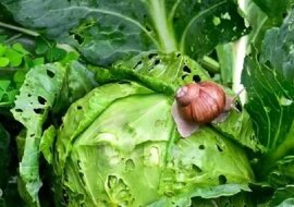 Wypróbowałam wiele metod i wreszcie znalazłam idealny środek na mszyce, ślimaki i śliniki