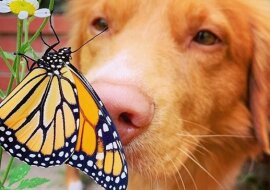 Ten pies zaprzyjaźnił się z motylami. Pozwala im nawet usiąść na nosie