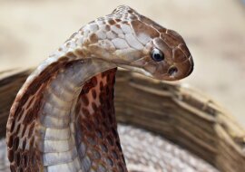 Historia mężczyzny, który spędził 72 godziny w wolierze z jadowitymi wężami, aby udowodnić, że są przyjazne